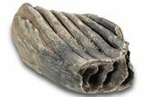 Woolly Mammoth (Mammuthus) Partial Molar - Germany #244476-4